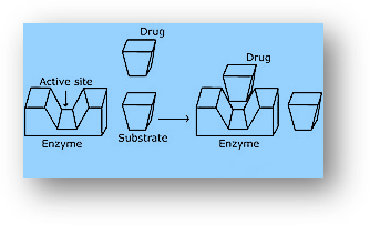 Therapeutic action of different classes of drugs-chemistry in everyday life class 12 notes-anand classes The action of the drug in general: to connect to the active site of enzymes, medicines, and substrates compete with one another. Competitive inhibition is the term given to these medications. The medication binds to the enzyme and stops it from binding to the substrate
