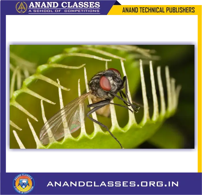 Nutrition in animals class 10 | q&a, assertion-reason mcqs with explanations-anand classes A fly sitting on the leaf of venus fly-trap plant. The trap closes and captures the fly for nutrition.