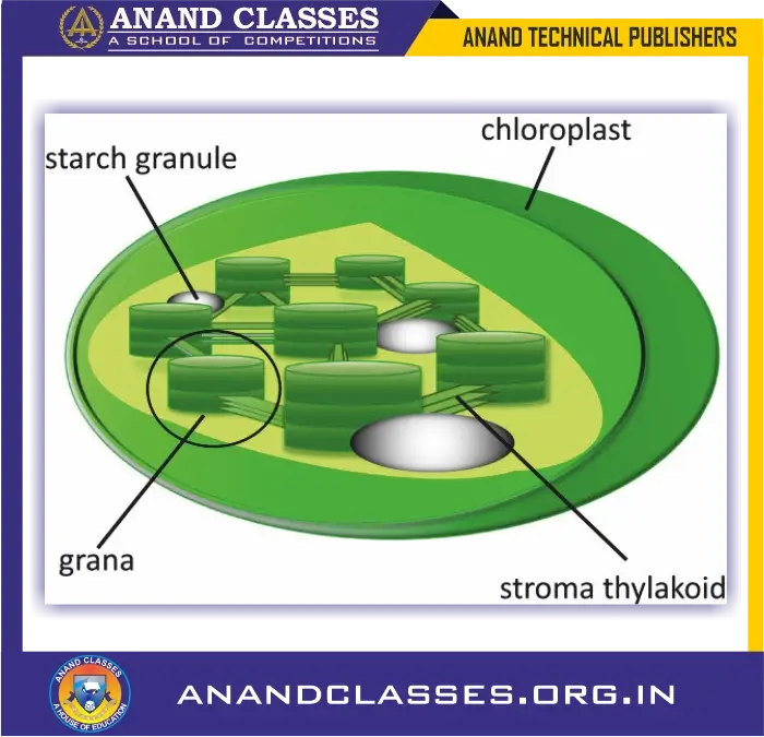 Chlorophyll is present in tiny organelles called chloroplasts inside the photosynthetic cells of leaves