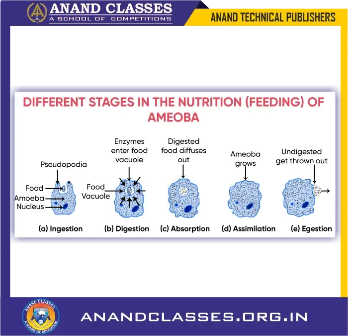 Different stages in the nutrition (feeding) of amoeba