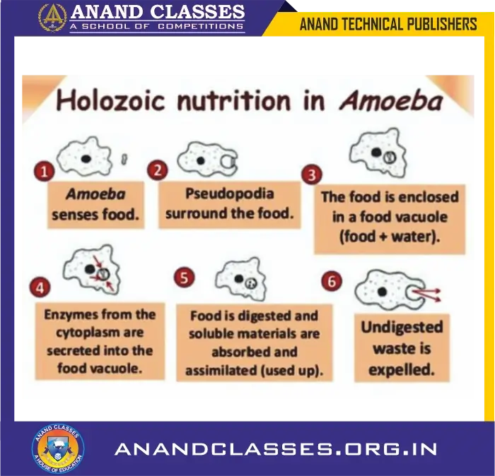 Types of heterotrophic nutrition : saprotrophic, parasitic, holozoic nutrition for class 10 science biology-anand classes Process of holozoic nutrition in amoeba: