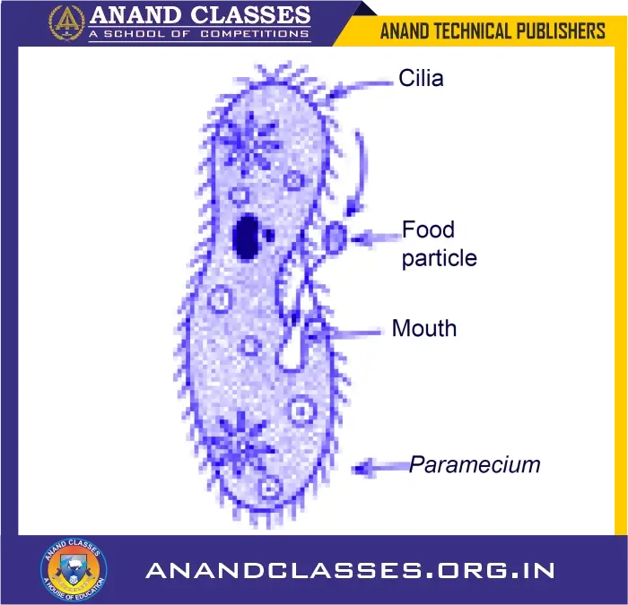 Paramecium puts the food particle into its mouth with the help of cilia.