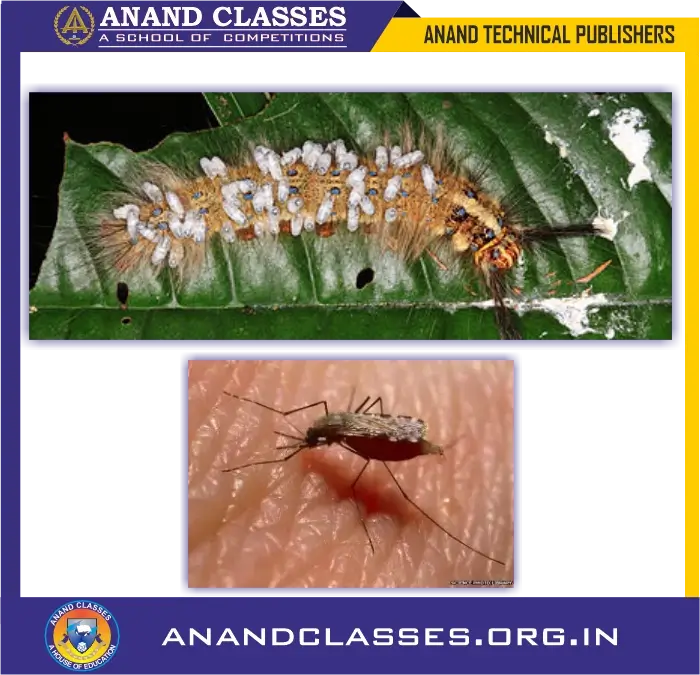 Types of heterotrophic nutrition : saprotrophic, parasitic, holozoic nutrition for class 10 science biology-anand classes Types of heterotrophic nutrition-parasitic nutrition