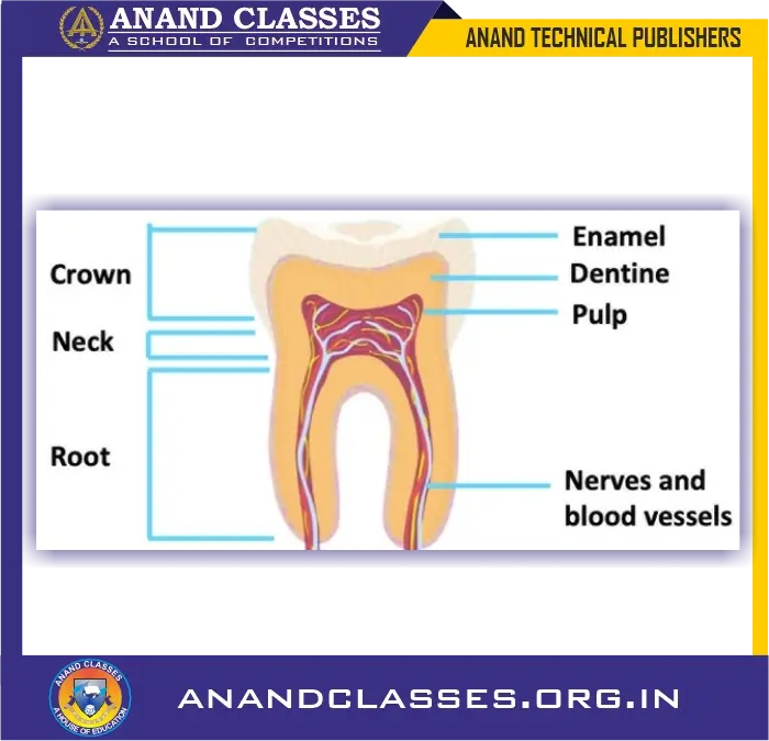 Nutrition in human beings | human digestive system explained class 10 science-anand classes Parts of a tooth