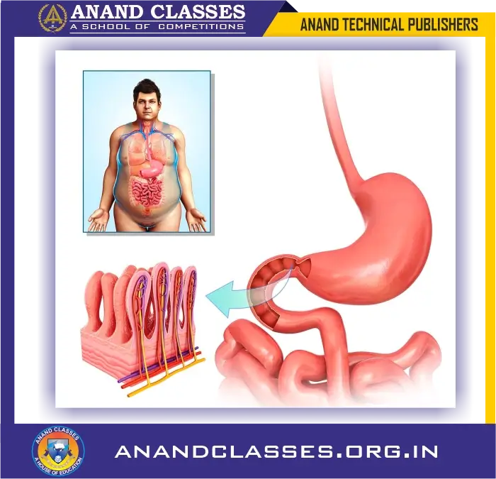 Nutrition in human beings | human digestive system explained class 10 science-anand classes Villi are present on the inner
surface of small intestine. They help in absorbing digested food into the blood of a person.