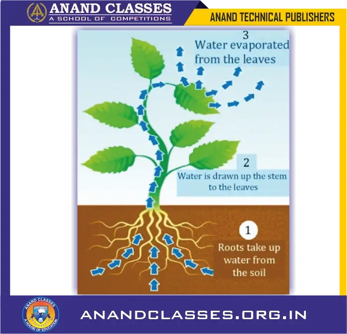 Photosynthesis process: preparation of carbohydrates, opening & closing of stomata for class 10 science biology and neet foundation-anand classes Water required for photosynthesis
is absorbed by the roots of the plants from the
soil.