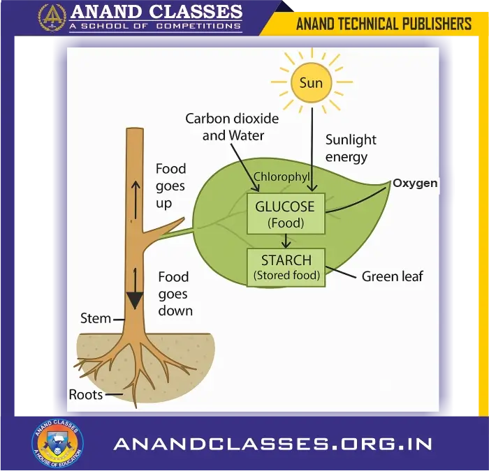 Green plants make their own food by photosynthesis. The process of photosynthesis takes place in the green leaves of a plants.