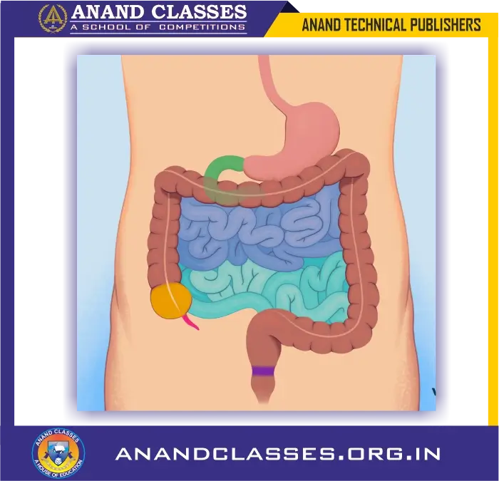Nutrition in human beings | human digestive system explained class 10 science-anand classes The narrow tube in this picture is the small intestine whereas the wider tube is the large intestine
