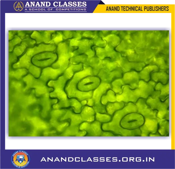 Photosynthesis process: preparation of carbohydrates, opening & closing of stomata for class 10 science biology and neet foundation-anand classes Carbon dioxide enters the leaves through tiny pores in them called stomata.