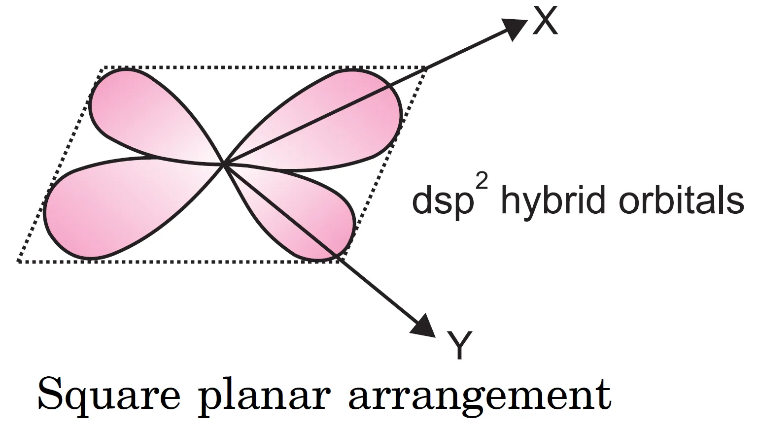 Dsp2 hybridisation